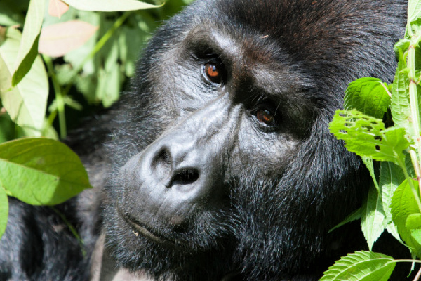 image_safari_12_days_bwindi