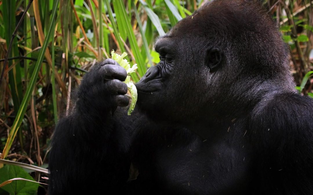 5 Days Congo Lowland Gorilla Safari