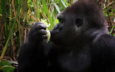 5 Days Congo Lowland Gorilla Safari