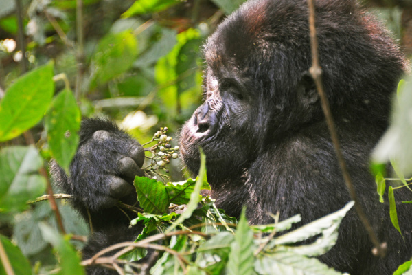 image_safari_12_days_bwindi