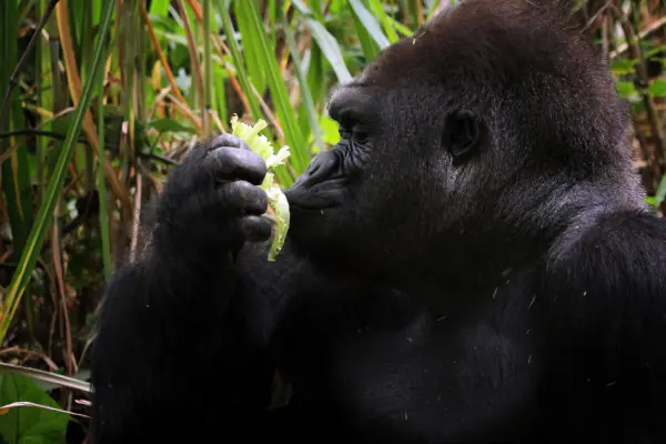 image_safari_12_days_bwindi