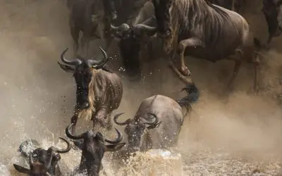 Tanzania Safari Tours