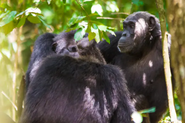 image_safari_12_days_bwindi