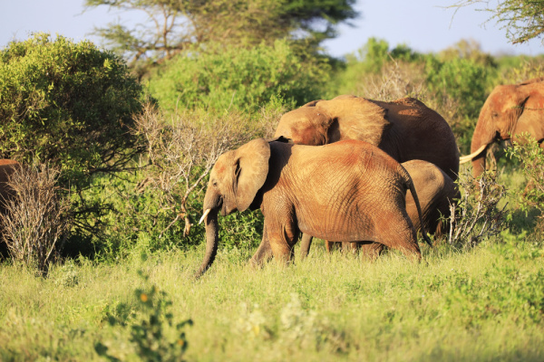 image_safari_12_days_bwindi