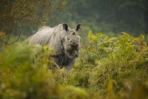 image_safari_12_days_bwindi