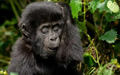 Average Strength of a Gorilla