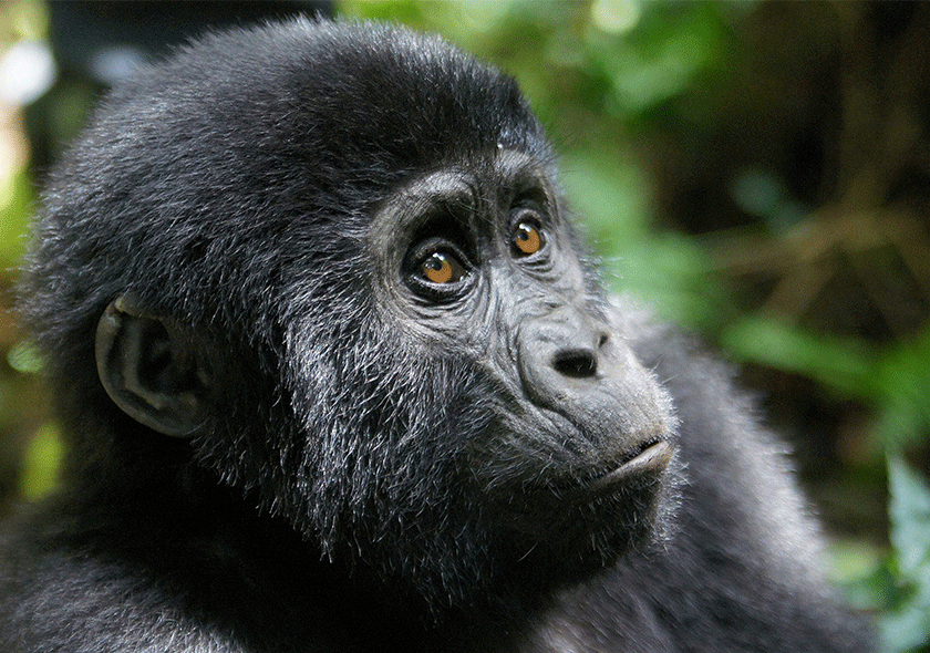 Tour Uganda Gorilla