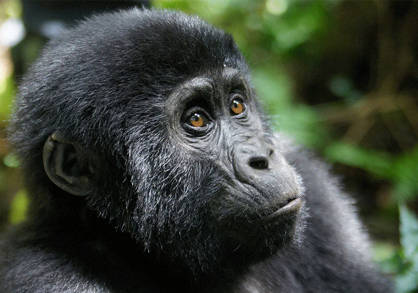 Tour Uganda Gorilla