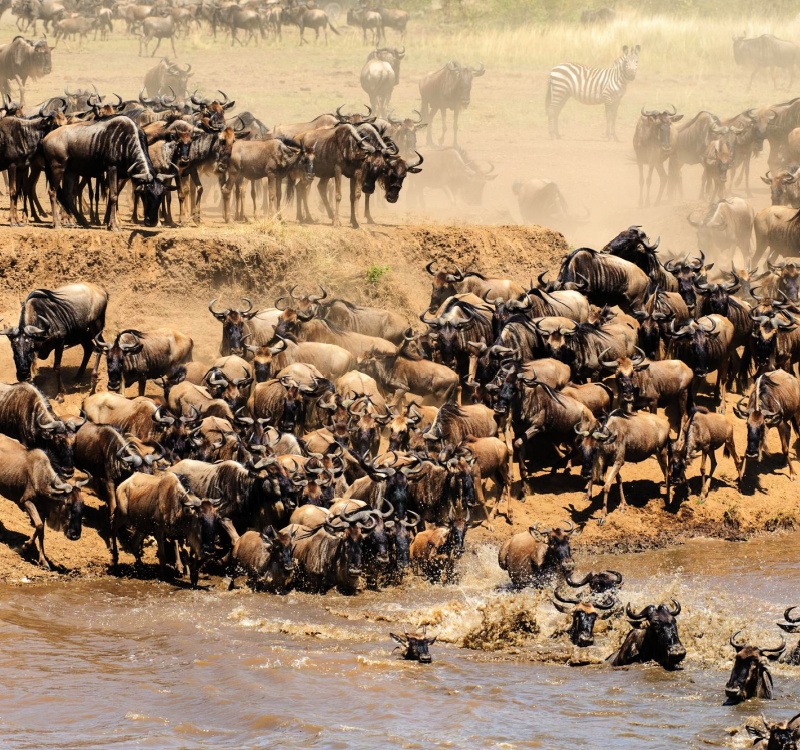 image_great_migration
