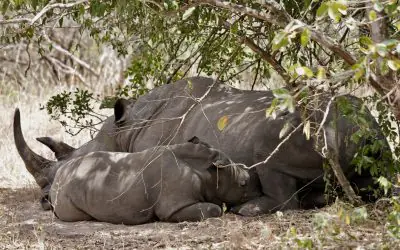 Ajai Wildlife Reserve