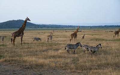 Akagera National Park