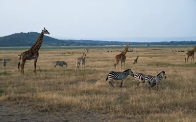 Akagera National Park