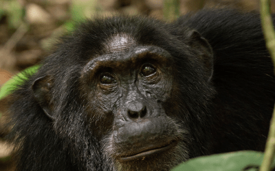 10 Amazing Chimpanzee Facts – Behaviour, Intelligence, And Social Life in The Wild