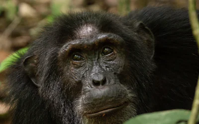 10 Amazing Chimpanzee Facts – Behaviour, Intelligence, And Social Life in The Wild