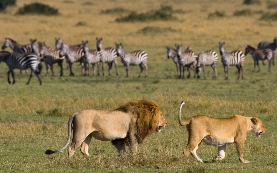 10 Days Classic Kenya Wildlife Safari