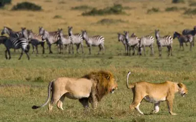 10 Days Classic Kenya Wildlife Safari