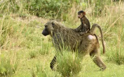 Is Uganda Worth Visiting for a Safari in East Africa?