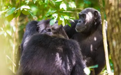 7 Days Rwanda Primates and Wildlife Safari