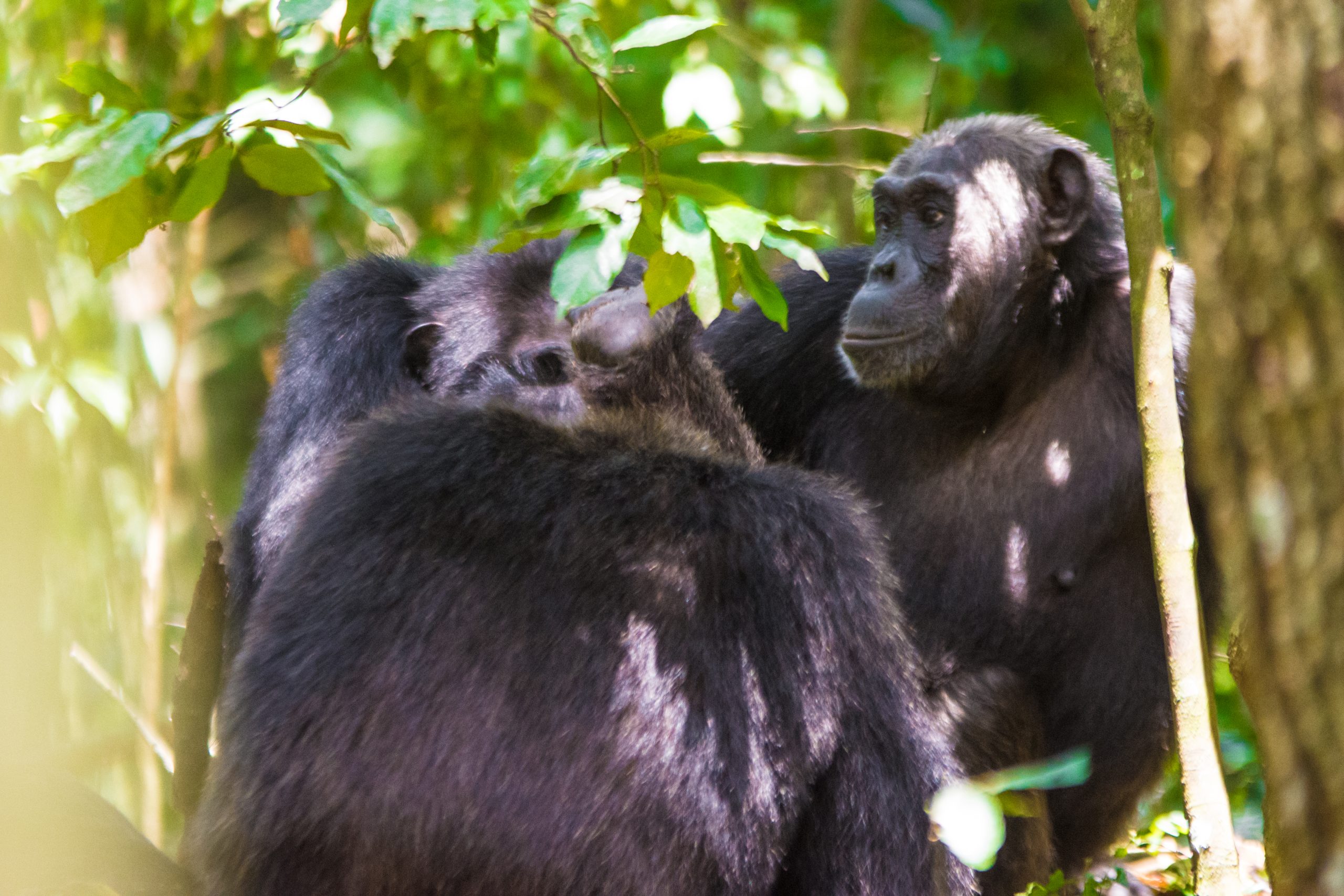 image_chimpanzee_trekking_in_uganda