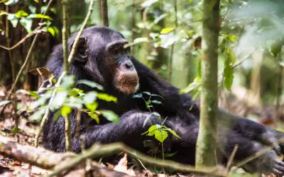 4 Days Uganda Primate and Wildlife Safari
