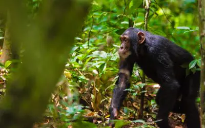 Affordable Safaris in Uganda