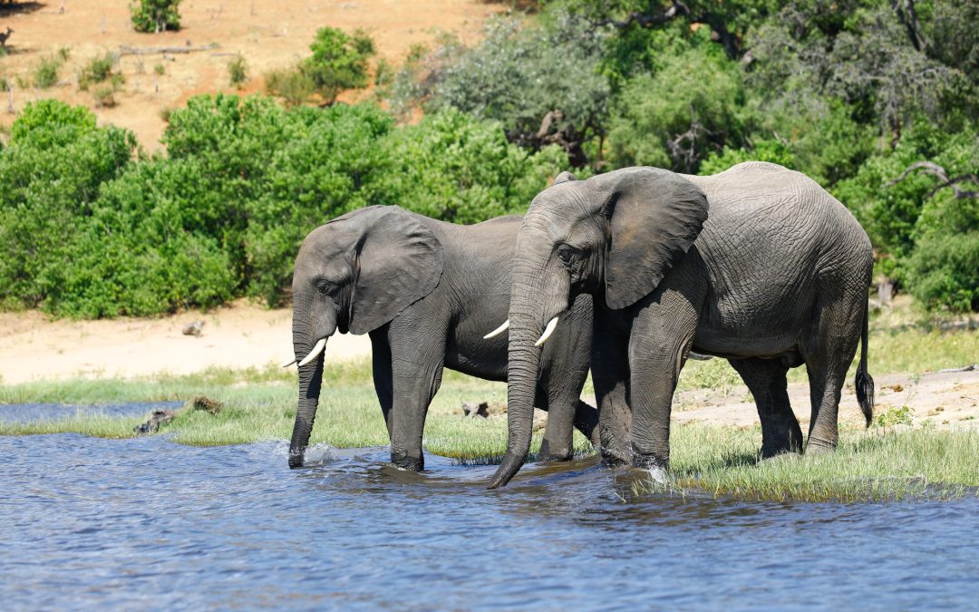 10 Days Best of Zambia Safari