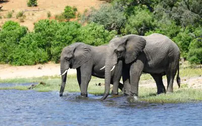 10 Days Best of Zambia Safari