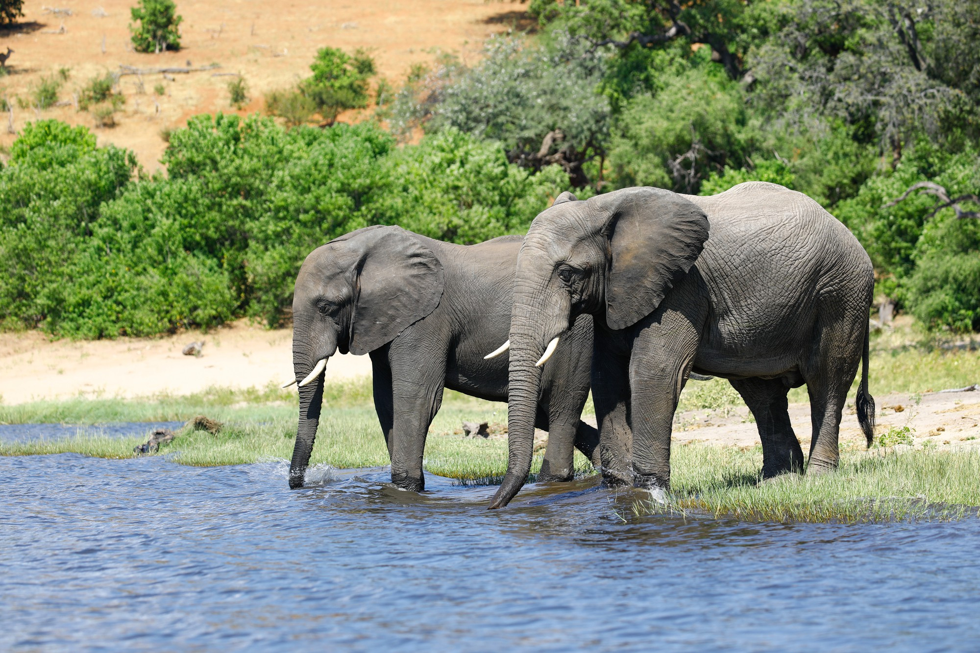 image_elephants_in_zambia