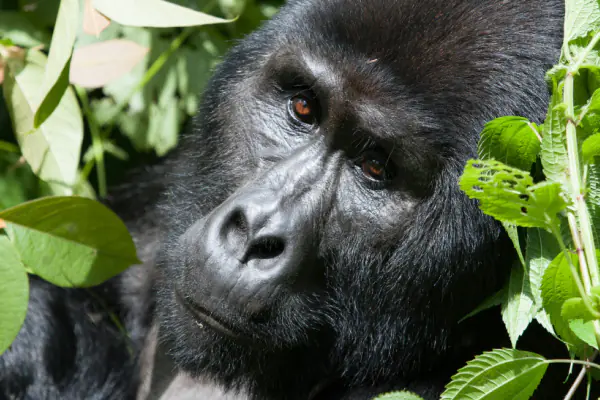 image_gorilla_trekking_in_africa