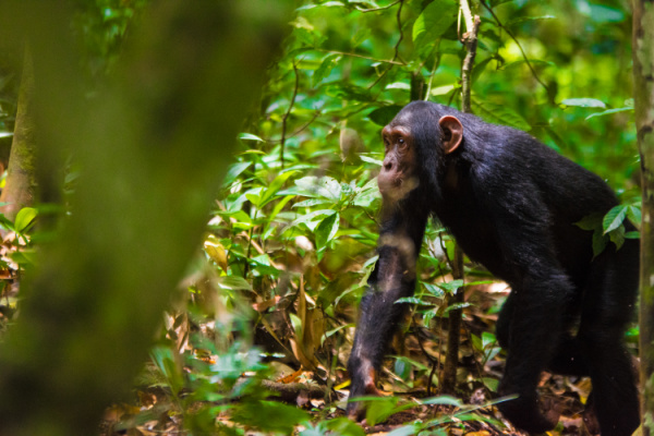 image_gorilla_trekking_in_africa