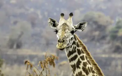 Best African Country to Visit: A Safari Showdown (2025 Guide)