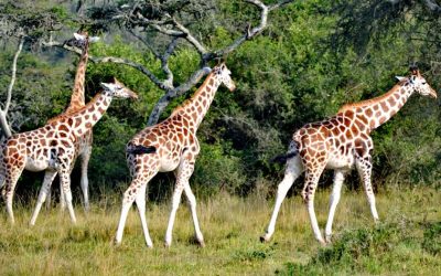 Lake Mburo National Park