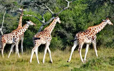Lake Mburo National Park