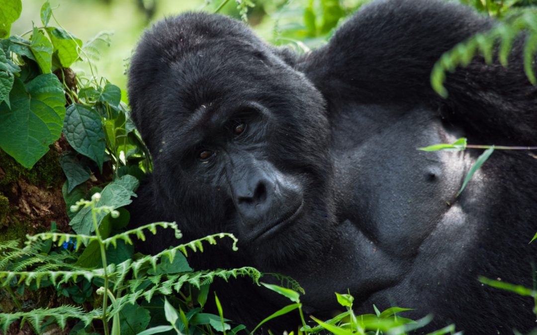 Bwindi Impenetrable Forest National Park