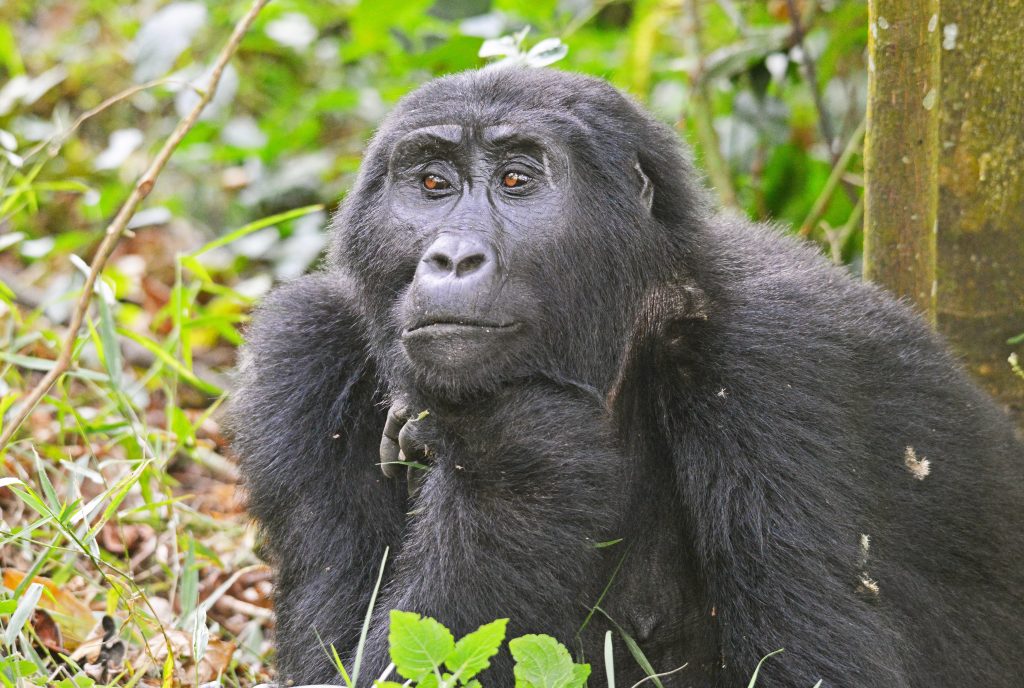 image_gorilla_in_bwindi_impenetrable_national_park