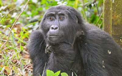 12 Days Budget Bwindi Gorilla Trekking