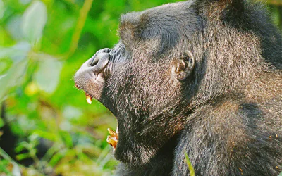 Top Gorilla & Wildlife Safari Uganda