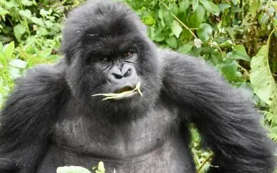 Gorillas Food – What Do Gorillas Eat?