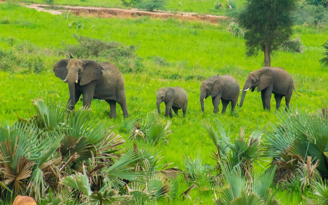 Murchison Falls National Park