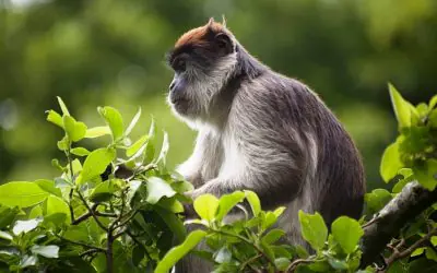 Gorilla Safari in Africa