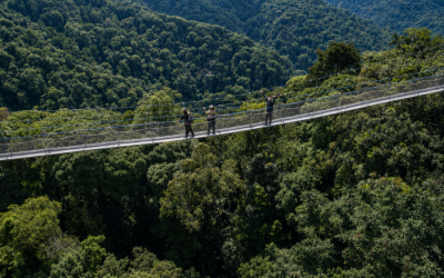 Nyungwe Forest National Park
