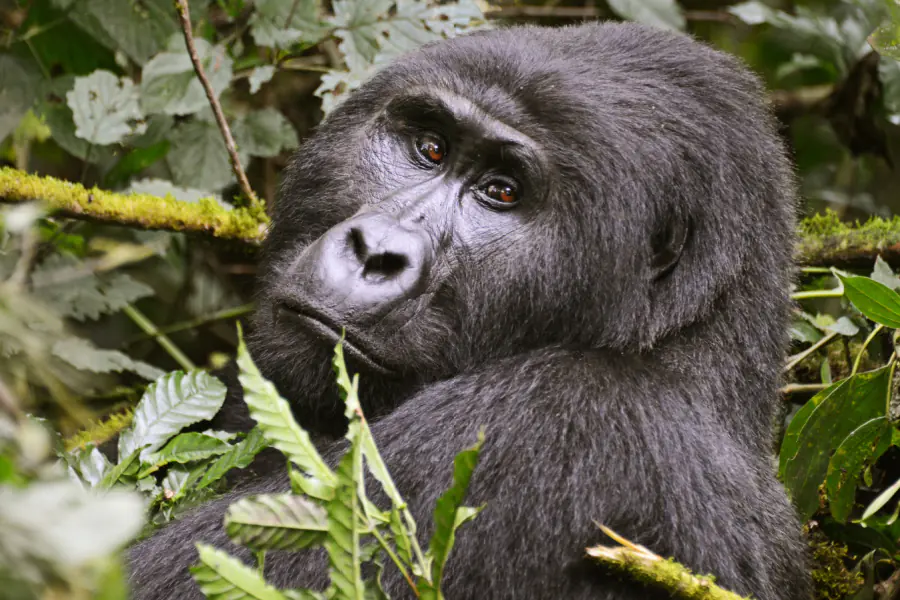 image_safari_12_days_bwindi
