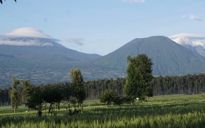 2 Days Gorilla Trekking In Rwanda