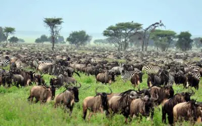 7 Days Classic Tanzania Wildlife Safari