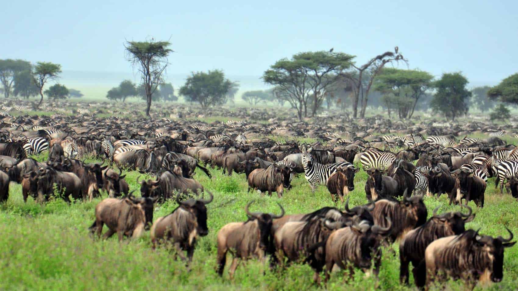 image_great_migration_in_tanzania_afoyo_safaris