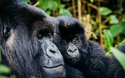 Gorilla Trekking in Uganda – Affordable Journey