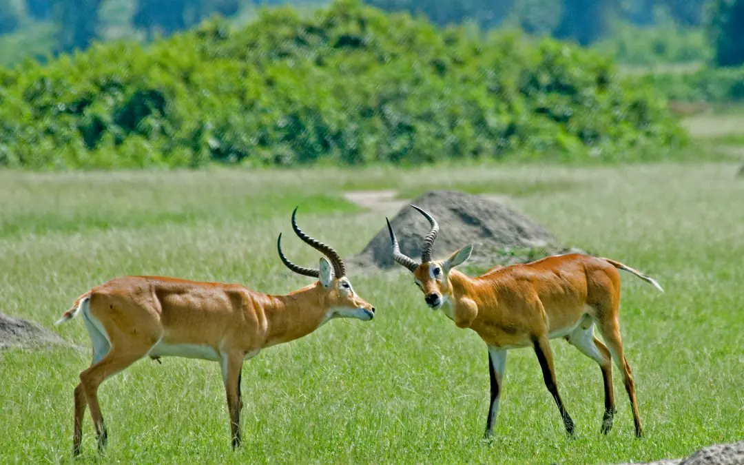 Best Luxury African Safari