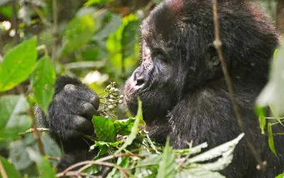 3 Day Bwindi Gorilla Trekking Safari