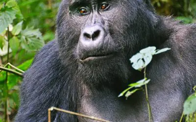 Gorilla Excursions in Africa