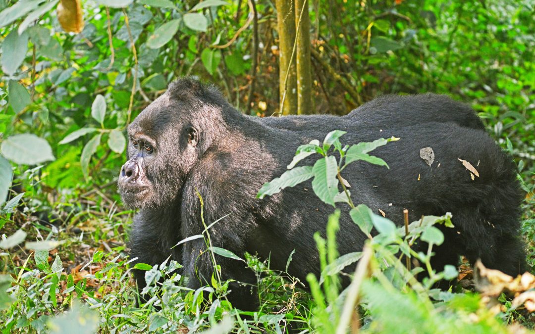 3-Day Rwanda Gorilla Trekking Safari